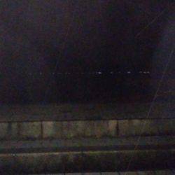 江尻アオリイカ