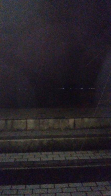 江尻アオリイカ