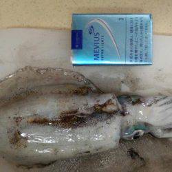 エギング苦しみました2