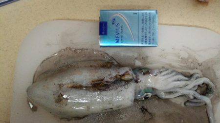 エギング苦しみました2