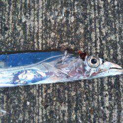 大潟岸壁テンヤでタチウオ