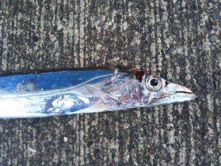 大潟岸壁テンヤでタチウオ