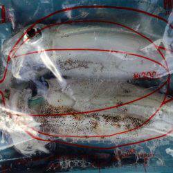 太刀魚がぁ～邪魔する