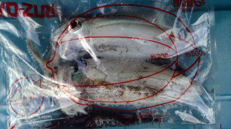 太刀魚がぁ～邪魔する