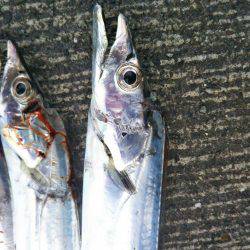 大潟岸壁テンヤでタチウオ