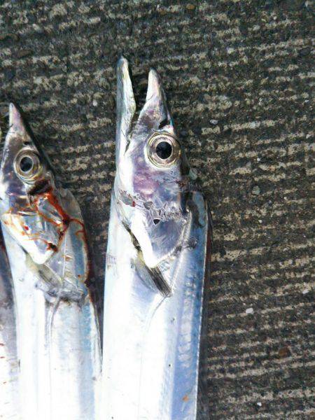 大潟岸壁テンヤでタチウオ