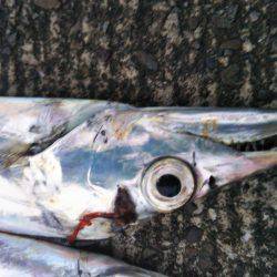 大潟岸壁テンヤでタチウオ