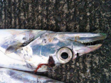 大潟岸壁テンヤでタチウオ