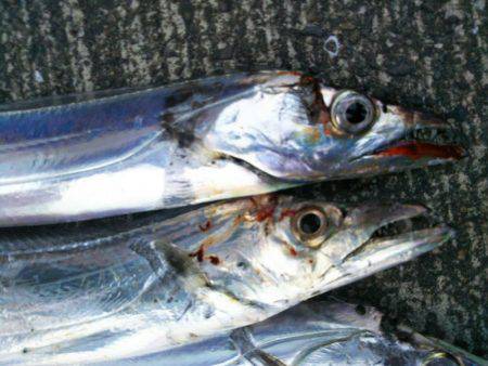 大潟岸壁テンヤでタチウオ