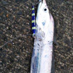 大潟岸壁テンヤでタチウオ