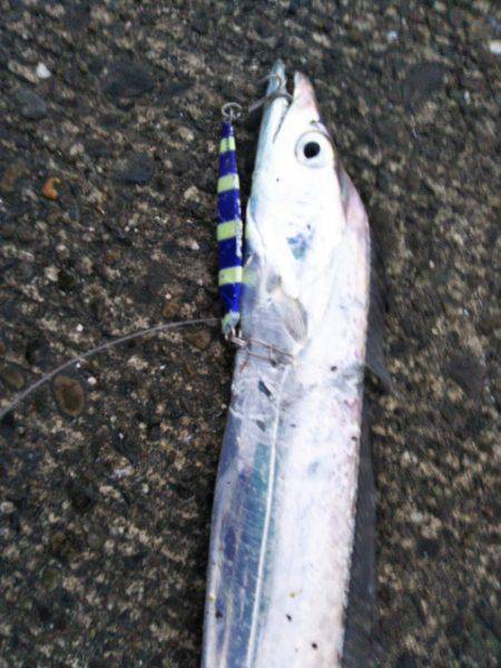 大潟岸壁テンヤでタチウオ