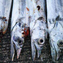 大潟岸壁テンヤでタチウオ