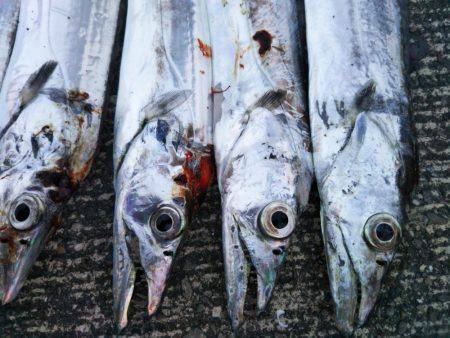 大潟岸壁テンヤでタチウオ