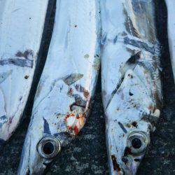 大潟岸壁テンヤでタチウオ