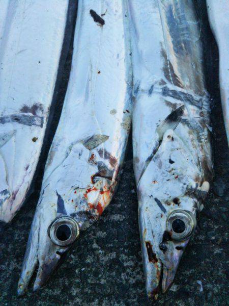 大潟岸壁テンヤでタチウオ