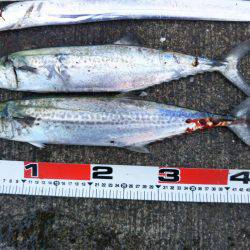 大潟岸壁テンヤでタチウオ&サゴシ