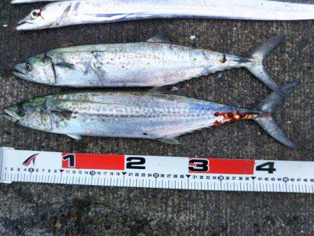 大潟岸壁テンヤでタチウオ&サゴシ