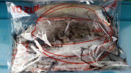 まだまだエギング!!