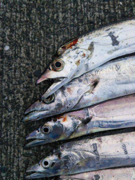 大潟岸壁テンヤでタチウオ