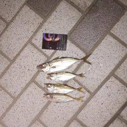 江尻アオリイカ&アジ