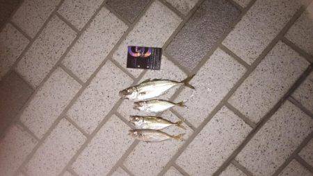 江尻アオリイカ&アジ