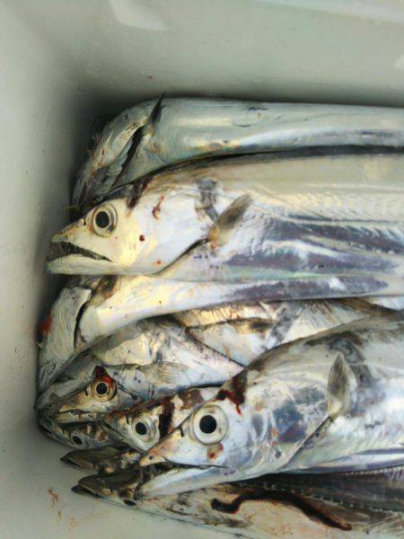 大潟岸壁テンヤでタチウオ