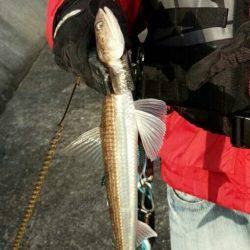 サゴシはどこにいった？