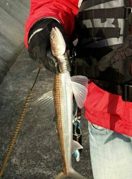 サゴシはどこにいった？