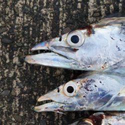 大潟岸壁テンヤでタチウオ