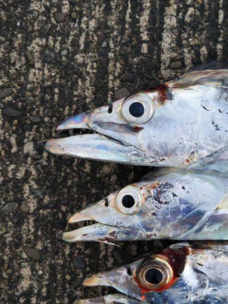 大潟岸壁テンヤでタチウオ