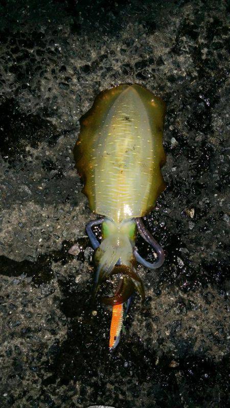 またまた淡路島！