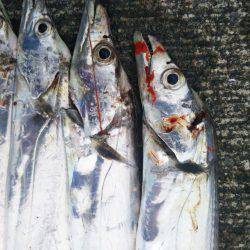 大潟岸壁テンヤでタチウオ