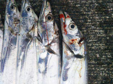 大潟岸壁テンヤでタチウオ