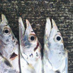 大潟岸壁テンヤでタチウオ