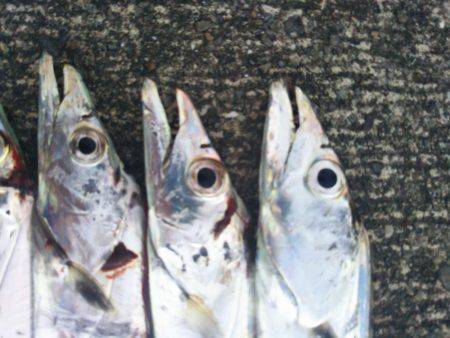 大潟岸壁テンヤでタチウオ