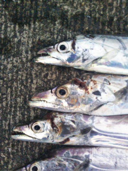 大潟岸壁テンヤでタチウオ