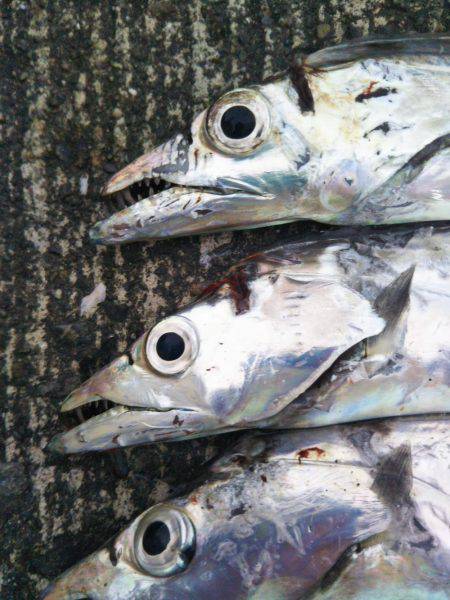 大潟岸壁テンヤでタチウオ