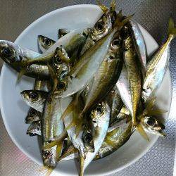 仕事帰りのアジング