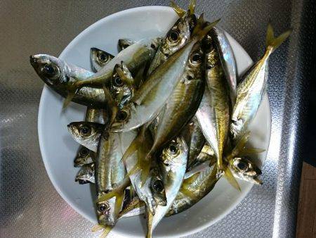 仕事帰りのアジング