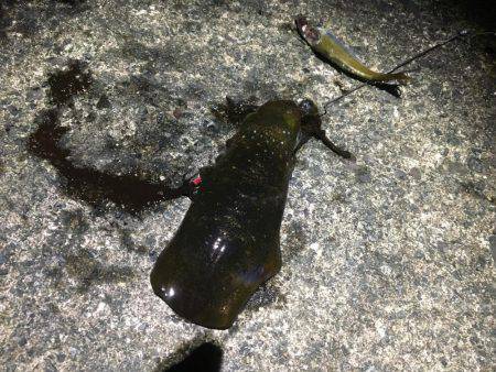 コロッケサイズ