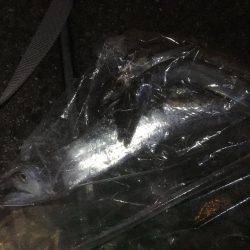 ワインド＆エギング