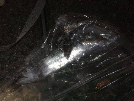 ワインド＆エギング