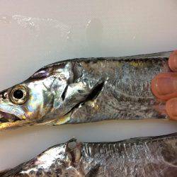 今日はついてないや