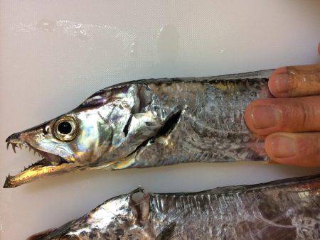 今日はついてないや