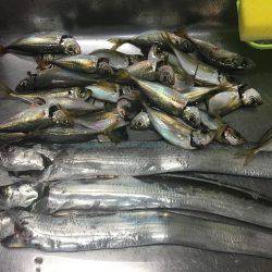 タチウオ、食い渋り