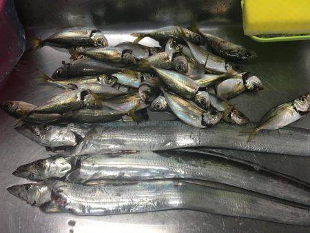 タチウオ、食い渋り