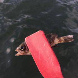 サビキは昼間も入れ食い