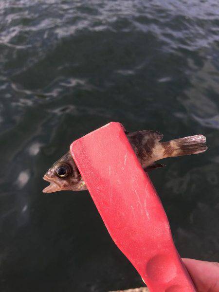 サビキは昼間も入れ食い