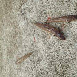 アオリおらず!!!