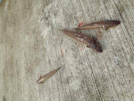 アオリおらず!!!